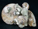 Beautiful Polished Ammonite Cluster - / Wide #9559-7